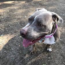 You can find reputable and . Mastiff Pitbull Mix Facts