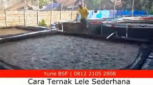 Ternak Lele Sederhana 5 Langkah Mudah Dikolam Terpal Untuk Pemula Black Soldier Fly Modern Outdoor Decor