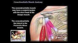 We did not find results for: Corachobrachialis Muscle Anatomy Dr Nabil Ebraheim S Blog