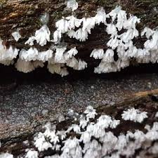 See more ideas about mushroom dish, stuffed mushrooms, recipes. Fungi Slime Moulds And Lichen Friends Of Childwall Woods And Fields
