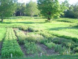 We did not find results for: How To Grow An Herbal Tea Garden Herbal Tea Garden Tea Garden Herbalism