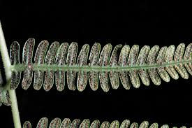 Image result for Menisorus