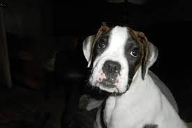 Brindle boxer/ white boxer i have to female boxer pups left, there ckc reg, tail docked, pop, shots, wormed, vet papers, puppys are being house. Boxer Puppies Pets And Animals For Sale In Cincinnati Ohio Puppy And Kitten Classifieds Buy And Sell Kittens And Puppies Americanlisted Com