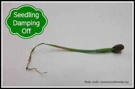 Image result for tomato seedling damping off
