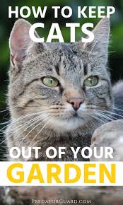 They're fun for the kids to watch out the window or meow at on walks. How To Keep Cats Out Of Your Garden Predator Guard Predator Deterrents And Repellents