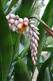 Its medium texture blends into the garden, but can always be balanced by a couple of finer or coarser plants for an effective composition.this is a relatively low maintenance plant, and usually looks its best without pruning. Alpinia Zerumbet Green Shell Ginger Bamboo Land Nursery Qld Australia