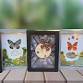 DIY Taxidermy Butterfly Shadow Box Class with event image