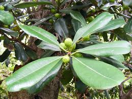 Image result for Ficus scassellatii