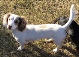 There are no other oral or implied guarantees not contained in this agreement and are hereby excluded. Miniature Dachshund Puppies For Sale In South Texas Delivery Available Extreme Piebald C Dachshund Puppy Miniature Dachshund Puppies For Sale Dachshund Puppies