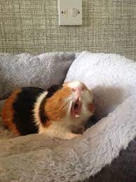 Pin On My Guinea Pigs