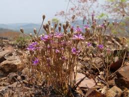 Image result for Vernonia suprafastigiata