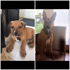 Check spelling or type a new query. Here S Bowie My Staffie German Shepard Bulldog Mix At 7 Weeks And At 8 Mo He Is The Best Boy Aww