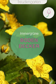 Immergrune Bodendecker In 2020 Bodendecker Pflegeleichter Garten Pflanzen
