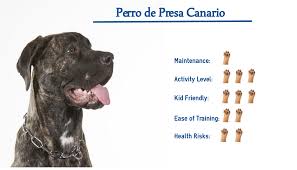 Maybe you would like to learn more about one of these? Perro De Presa Canario Dog Breed Everything You Need To Know At A Glance