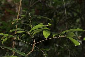 Image result for Pancovia