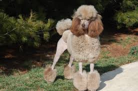 Maybe you would like to learn more about one of these? Pin On Oodles Of Poodles