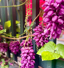 Image result for Cyclocarpa