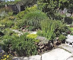 Wild lilac species are fragrant and colorful shrubs. Drought Tolerant Mostly Natives Nursery