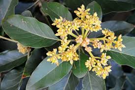 Now, if you grow an avocado tree, it's unlikely that it will ever bear fruit. My Avocado Won T Flower What To Do When Avocado Tree Doesn T Bloom