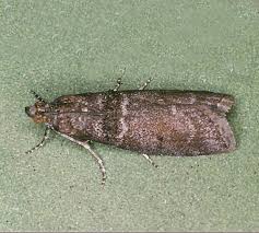 Image result for Pyla fusca