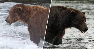 fat bear week voting