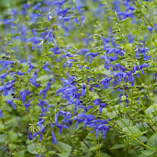 A Gardener S Guide To Salvias April Gardening Cool Plants Plants