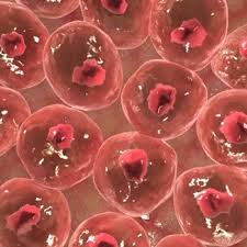 Of organelles found in animal cells which help to maintain our life processes.some of them have more important role than others while some of them are present in. Plant And Animal Cells Blog Week 2 Welcome To My Site