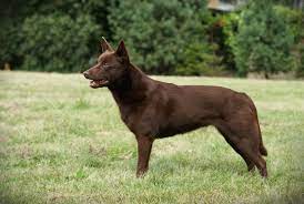 We did not find results for: Red Radimus Red Radimus Australian Kelpie Kennel Fci Facebook