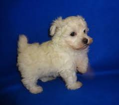 Maltipoo puppies are just that until the age of 1 year old. Adorable Maltipoo Puppy Available Teacup Size Registered For Sale In Rolla Missouri Classified Americanlisted Com