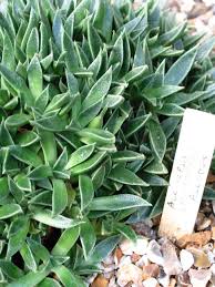 Image result for Nananthus aloides