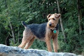 Image result for velšteriér