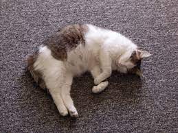 Der startschuss in die schwangerschaft: Trachtige Katze Diese Punkte Gilt Es Zu Beachten Cat S Best