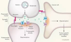 Maybe you would like to learn more about one of these? Dangerous Liaisons As Tumour Cells Form Synapses With Neurons