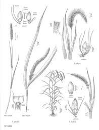Image result for Setaria italica
