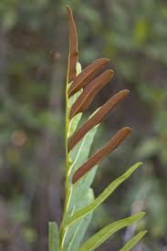 Image result for Acrostichum aureum