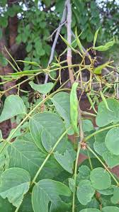 Image result for Ipomoea coscinosperma