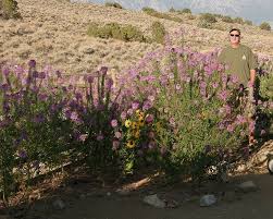 Image result for Cleome macrophylla