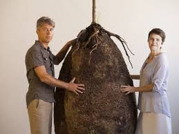 Just like us on facebook. Green Burials Plans For New Biodegradable Human Seed Pods To Replace Traditional Coffins The Independent The Independent