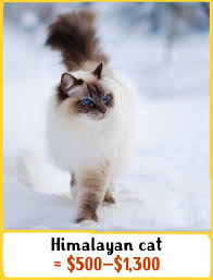 Join millions of people using oodle to find kittens for adoption, cat and kitten listings, and other pets adoption. 19 Awesome Cats That Cost A Fortune