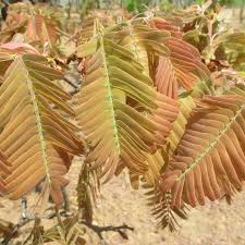 Image result for Brachystegia boehmii