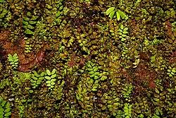 Image result for Pteridaceae