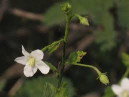 Image result for Hibiscus micranthus