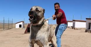 Kangal Kopekleri Neden Yavrularini Yiyor Sirri Cozuldu