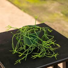 Image result for Rhipsalis baccifera