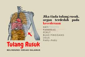 Listen to tulang rusuk song in high quality & download tulang rusuk song on gaana.com. Buang Tulang Rusuk Untuk Kpj Penang Specialist Hospital Facebook