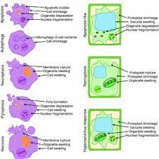 If you are studying cells this year, i hope you'll find these pages useful. Comparison Of Cell Death Morphologies In Animal And Plant Cells Download Scientific Diagram