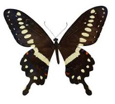 Black And White Butterfly Spiritual Meaning Black Butterfly Meaning Butterfly Black And White Butterfly Meaning Black Butterfly