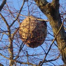 We did not find results for: Prise En Charge De La Destruction Des Nids De Frelons Asiatiques Communaute De Communes Du Pays Bigouden Sud