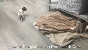 Who needs papers, especially if you're not breeding? Coastal Georgia Miniature Dachshunds Facebook