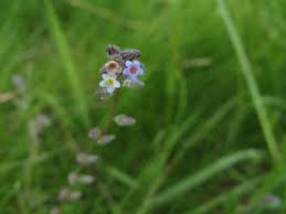 We carry a unique assortment of flowers, foliage and gifts. Flora Changing Forget Me Not Hiking In Portland Oregon And Washington
